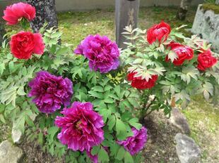 2026-4-21aizenji12.jpg