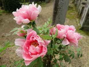 2026-4-21aizenji30.jpg