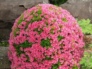 2026-4-21aizenji32.jpg