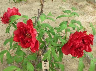 2026-4-21aizenji36.jpg