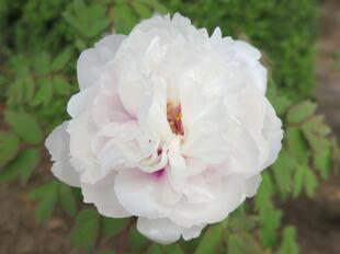 2026-4-21aizenji40.jpg