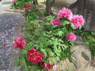 2026-4-21aizenji53.jpg