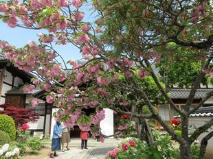 2026-4-21aizenji54.jpg