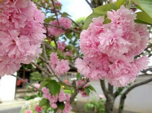 2026-4-21aizenji56.jpg