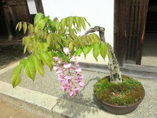 2026-4-21aizenji65.jpg