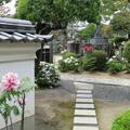 愛染寺の「牡丹の花と仏画展」