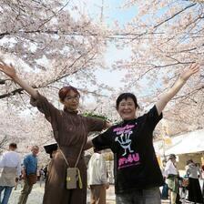 2026 満開の津山城（鶴山公園）のさくら