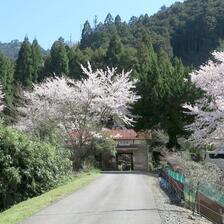 2026  因美線  知和駅のさくら