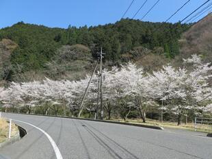 2026-4-8kawai1.jpg