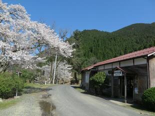 2026-4-8kawai10.jpg