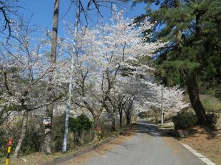2026-4-8kawai18.jpg