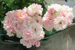2026-5-16suezawa13.jpg