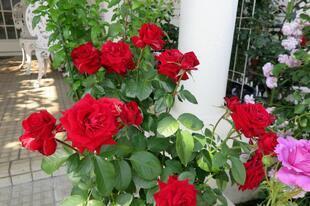 2026-5-16suezawa17.jpg