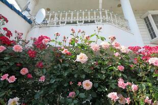 2026-5-16suezawa26.jpg