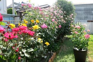 2026-5-16suezawa32.jpg