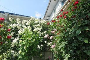 2026-5-16suezawa8.jpg
