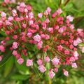 グリーンヒルズのカルミアの花 2026