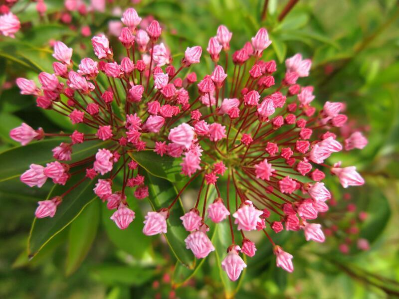 グリーンヒルズのカルミアの花 2026