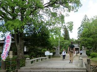 2026-5-8sakuraayame1.jpg