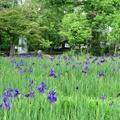 2026 作楽神社「菖蒲を愛でる会」開催！