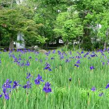 2026 作楽神社「菖蒲を愛でる会」開催！