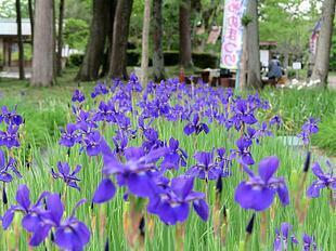 2026-5-8sakuraayame33.jpg