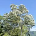 2026 神秘の珍木「なんじゃもんじゃ」の花
