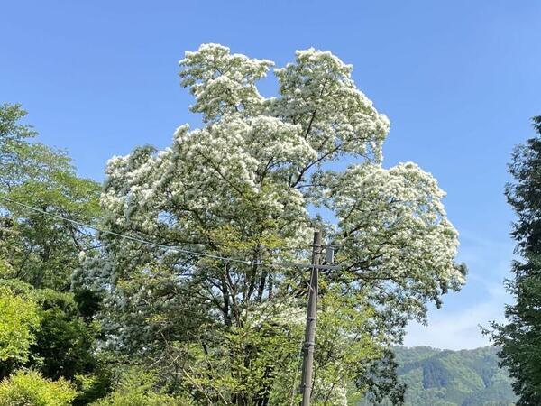 2026 神秘の珍木「なんじゃもんじゃ」の花