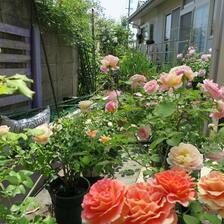 2026 芦田さん宅のバラの花