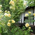 2026 保田さん宅のバラの花