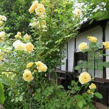 2026 保田さん宅のバラの花