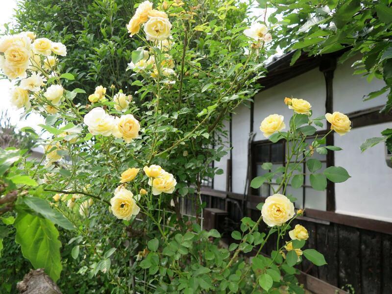 2026 保田さん宅のバラの花
