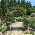 2026 芙蓉寺バラ園の特別解放がありました。