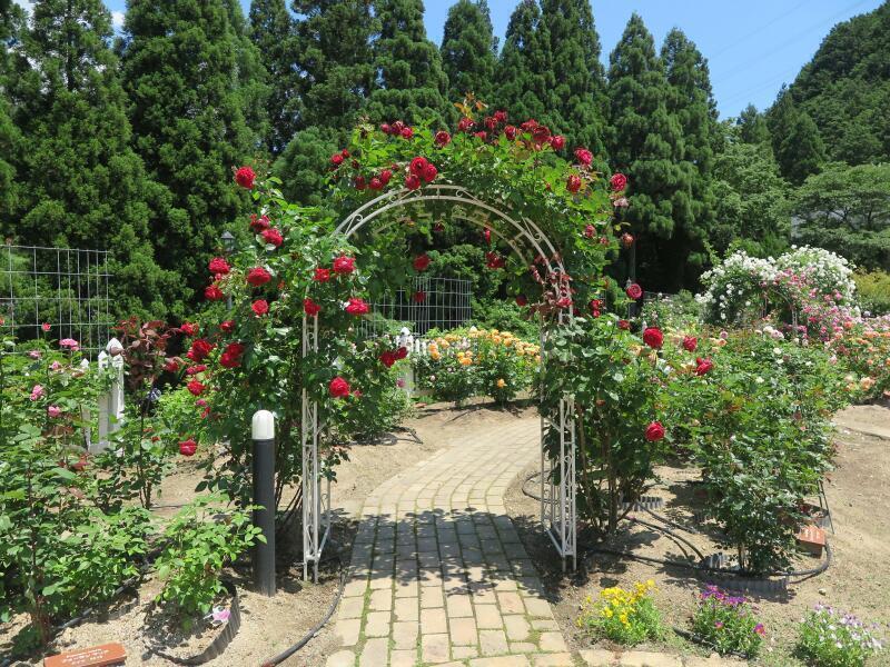 2026 芙蓉寺バラ園の特別解放がありました。