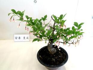 2026-5-30takano_sanyasou30.jpg