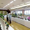 2026 第53回　高野さつき・山野草祭