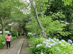 2026-6-27ajisai.jpg