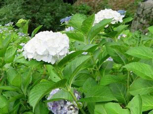 2026-6-27ajisai11.jpg