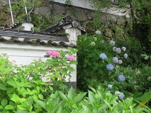 2026-6-27ajisai13.jpg