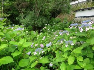 2026-6-27ajisai15.jpg