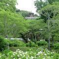 2026  長法寺のアジサイの花