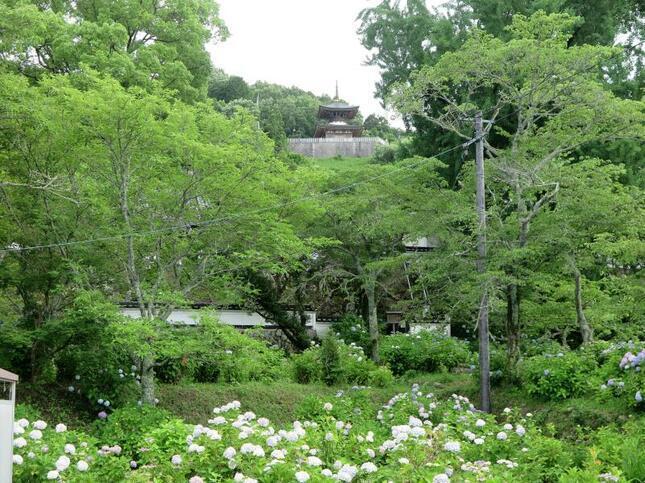 2026-6-27ajisai3.jpg