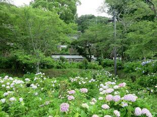 2026-6-27ajisai5.jpg