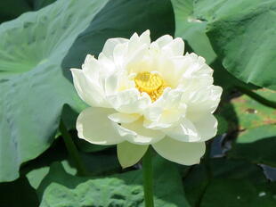 2026-7-10green_hasu14.jpg
