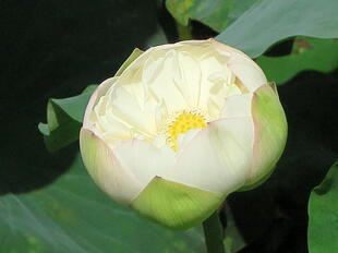 2026-7-10green_hasu24.JPG