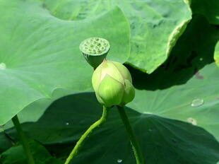 2026-7-10green_hasu27.jpg