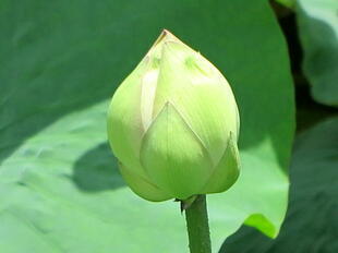 2026-7-10green_hasu30.jpg
