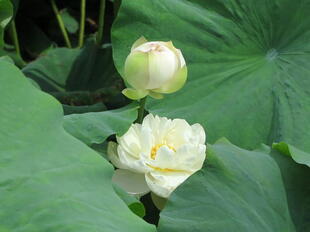 2026-7-10green_hasu31.jpg