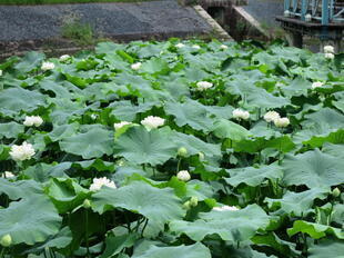 2026-7-10green_hasu33.jpg