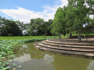 2026-7-10green_hasu34.jpg